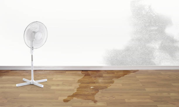 Best Water damage contractors near me  in Whitesboro, TX