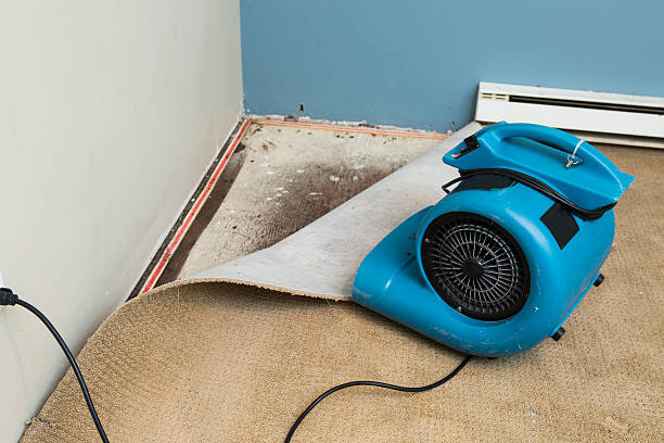 Best Mold removal after water damage  in Whitesboro, TX